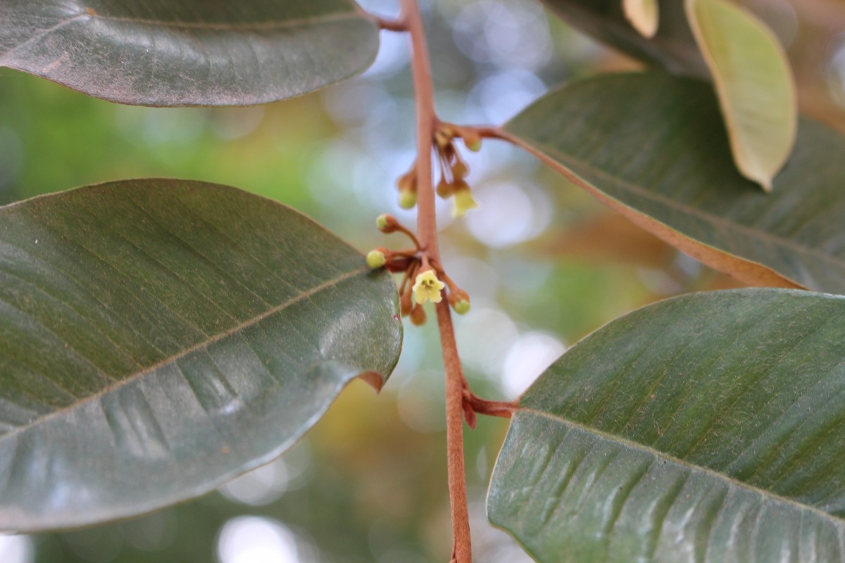 Chrysophyllum